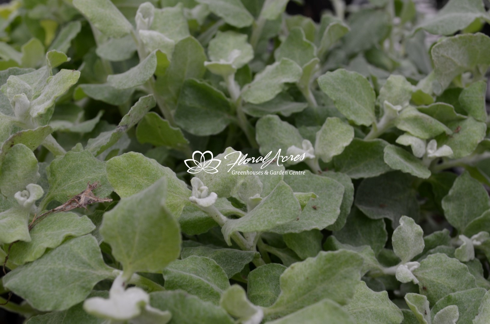 Helichrysum (Licorice) Silver Floral Acres